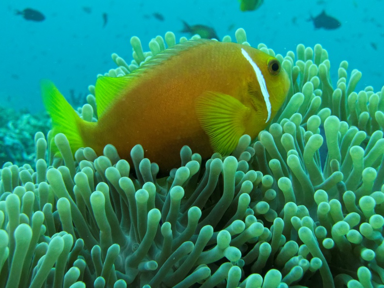 Maldives_2015_28.jpg